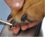 Imagem de Kit 3 Alicates Cortador Unhas Cães e Gatos Banho Tosa Profissional Grande Xingu - XV2886
