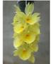 Imagem de Kit 3 Catasetum Pileatum Diferentes - Selecionados R94,00