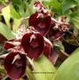 Imagem de Kit 3 Catasetum Pileatum Diferentes - Selecionados R94,00