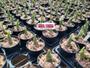 Imagem de Kit 3 Catasetum Pileatum Diferentes - Selecionados R94,00