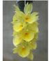 Imagem de Kit 3 Catasetum Pileatum Diferentes - Selecionados R94,00