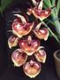 Imagem de Kit 3 Catasetum Pileatum Super Oferta 2  R98,00