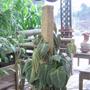 Imagem de Kit 3 Estaca De Fibra de Coco Natural Xaxim Barato Para Cultivo de Planta Pendente e Trepadeira 40 cm Tutor de Orquidea e Costela de Adão - Nutriplan