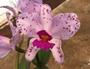 Imagem de KIT 3 Orquídeas Amethystoglossas