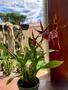 Imagem de Kit 3 Orquídeas Lindas Exóticas Espetacular Adulta Com Vaso