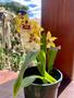 Imagem de Kit 3 Orquídeas Lindas Exóticas Espetacular Adulta Com Vaso
