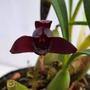 Imagem de Kit 3 Orquídeas Raras Negra Coquinho Dracula Adultas Lindas Flores Exóticas Natural Jardins Ambientes