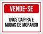 Imagem de Kit 3 Placas Vende-Se Ovos Caipira Mudas Morango