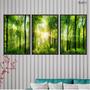 Imagem de Kit 3 quadros decorativos 40x60cm vidro bosque raio de sol flnt011