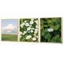 Imagem de Kit 3 Quadros Decorativos Borboleta Natureza Flores Brancas