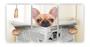 Imagem de Kit 3 quadros decorativos buldogue francês banheiro cachorro