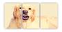 Imagem de Kit 3 quadros decorativos cachorro labrador dog pet mdf A4