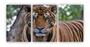 Imagem de Kit 3 quadros decorativos tigre animal natureza mdf 20x29