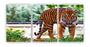 Imagem de Kit 3 quadros decorativos tigre feroz sala quarto mdf 20x29