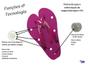 Imagem de Kit 3 Sandálias Magnéticas Infravermelho Esporão Má Circulação Tira dor Preto / Lilás / Rosa