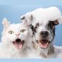 Imagem de Kit 3 Shampoo Pet Cães E Gatos Pelagens Escuras 500Ml