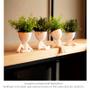 Imagem de Kit 3 Vasinhos Robert Plant Branco Preto Decorativo