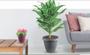 Imagem de Kit 3 Vaso de Plantas com Prato acoplado Moderno 1,4 L Flores Usual Utilidades