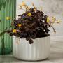 Imagem de Kit 3 Vasos de Flor Mini Decorativo Cacto Planta Jardim Groove Ou Branco Fechado