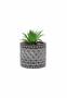 Imagem de Kit 3 Vasos em Cimento Decorativo Preto com Suculenta Planta