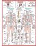 Imagem de Kit 4 Mapa Corpo Humano Muscular Circulatório Esqueletico