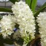 Imagem de Kit - 4 Mudas De Orquídeas Rhynchostylis