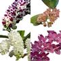 Imagem de Kit - 4 Mudas De Orquídeas Rhynchostylis