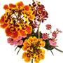 Imagem de Kit 4 Oncidium Equitante Tolumnia Adulta Planta Inteira