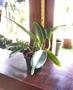 Imagem de Kit 4 Orquídeas Cattleyas Adultas Entouceiradas Super saudáveis 