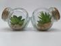 Imagem de Kit 4 Plantas Mini Suculentas Artificiais Potinho De Vidro