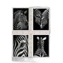 Imagem de Kit 4 Quadros Decorativos Zebras 24X18Cm - Com Vidro