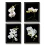 Imagem de Kit 4 Quadros Florais Fotografias Orquídeas 33x24cm - com vidro