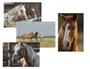 Imagem de Kit 4 Quebra-cabeças Cognitivos Mente Belos Cavalos 60 pc