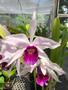 Imagem de Kit 5 Orquideas Cattleya Adultas