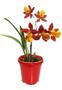 Imagem de Kit 5 Orquídeas Oncidium Misto E Afins.