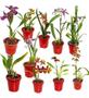 Imagem de Kit 5 Orquídeas Oncidium Misto E Afins.