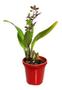 Imagem de Kit 5 Orquídeas Oncidium Misto E Afins.