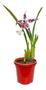 Imagem de Kit 5 Orquídeas Oncidium Misto E Afins.