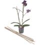 Imagem de Kit 50 Estacas Tutor De Plantas Haste Natural Bambu 70cm