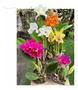 Imagem de Kit 6 Orquideas Catleya Com Flor Variadas