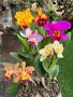 Imagem de Kit 6 Orquideas Catleya Com Flor Variadas