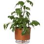 Imagem de Kit 6 Vaso Raiz Auto Irrigável 21x18cm N4 Autoirrigável Grande Plantas Flores Temperos Horta