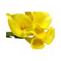 Imagem de Kit 9 Flores Ramalhetes De Copos De Leite Real Amarelo