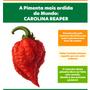 Imagem de Kit c/3 Molho Pimenta Carolina Reaper No Azeite 100ml Nativa