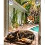 Imagem de Kit Cama Suspensa De Janela Para Gatos Com Brinquedo Abacate Cat Nip