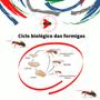 Imagem de Kit Casa Livre De Formigas Atratex 2 Un + Gel 7 Belo 2 Un