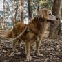 Imagem de Kit Coleira,Peitoral e Cinto Para Cachorro - Médio - Afrika