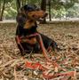 Imagem de Kit Coleira,Peitoral e Cinto Para Cachorro-Médio-Melancia