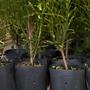 Imagem de Kit com 20 Embalagem Vaso para Mudas Plantas 1,7L Nutriplan