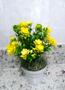 Imagem de kit com 3 Arranjos de Flores Amarela Mini com Vaso